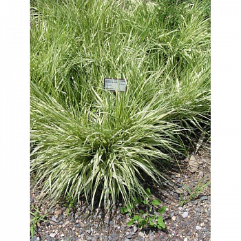 Молиния голубая Виндшпиль