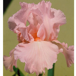 Ирис бородатый Пинк Хорайзон