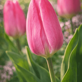 Тюльпан триумф Pink Surprise