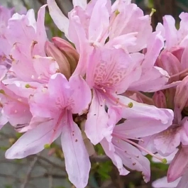 Азалия Western Lights