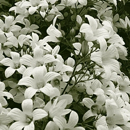 Колокольчик молочноцветковый Accendon Pearl