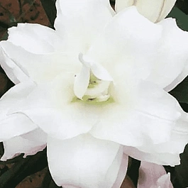 Лилия Roselily Angela