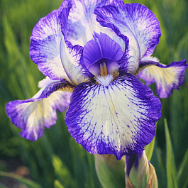 Ирис pum Petite Polka