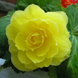 Бегония махровая Йеллоу Бегония махровая Йеллоу