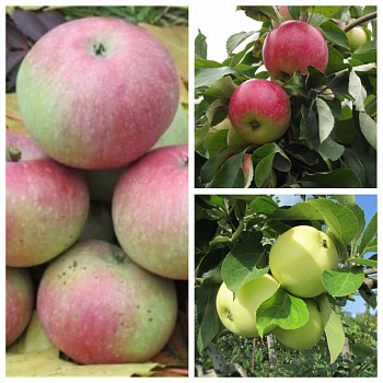 Дерево-сад (2-3х летка) яблоня 3 сорта Медуница-Мелба-Налив белый