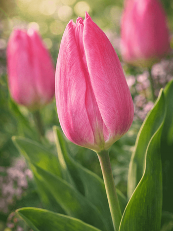 Тюльпан триумф Pink Surprise