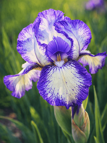 Ирис pum Petite Polka