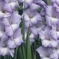 Гладиолус Sweet Blue