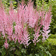 Астильба гибридная Mighty Phill