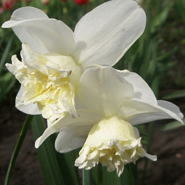 Нарцисс махровый Вайт Марвел