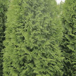 Туя западная Pyramidalis Compacta