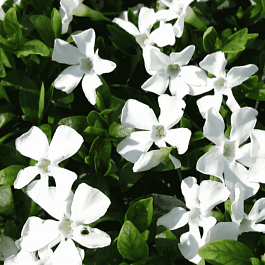 Барвинок малый Gertrude Jekyll