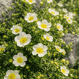 Лапчатка кустарниковая  Tilford Cream