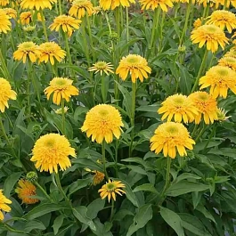 Эхинацея пурпурная Eccentric Yellow