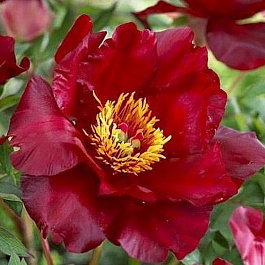 Пион ИТО Скарлет Хевен