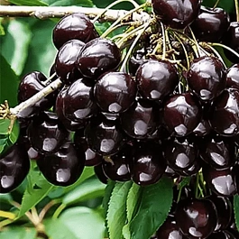 Вишня Антрацитовая