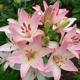 Лилия азиатская Марлен