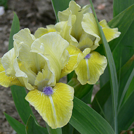 Ирис карликовый Долл Диэ
