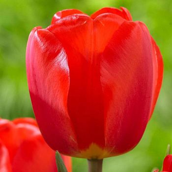 Тюльпан Оксфорд