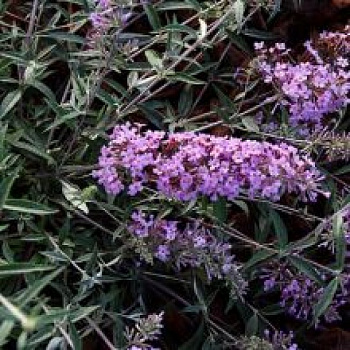 Буддлея Давида Петит Лавендер