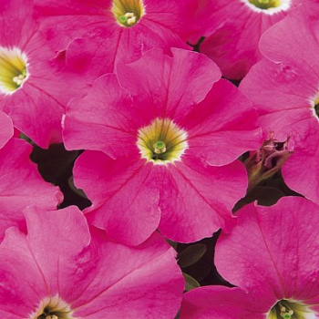 Петуния грандифлора Суперкаскад Роуз