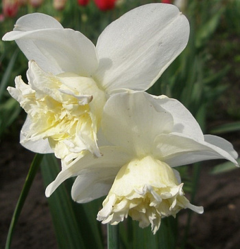 Нарцисс махровый Вайт Марвел