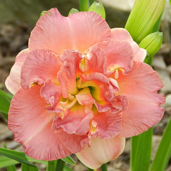 Лилейник гибридный Лейси Дойли НАБОР 2ШТ (1+1)