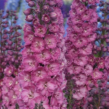 Дельфиниум (живокость) культурный Magic Fountains Rose White Bee