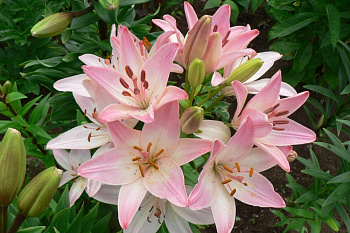 Лилия азиатская Марлен