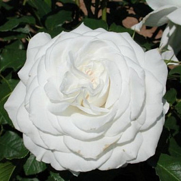 Роза чайно-гибридная Аннапурна (Rose Annapurna)