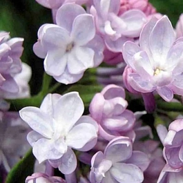 Сирень обыкновенная Белая ночь