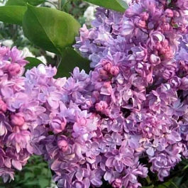 Сирень обыкновенная Русский шедевр