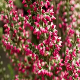 Вереск обыкновенный Siska