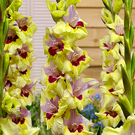 Гладиолус крупноцветковый Оракул