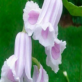 Клематис Crispa Angel 