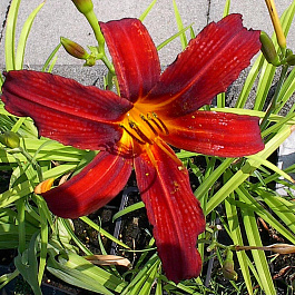 Лилейник гибридный Кримсон Пират