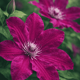 Клематис гибридный Stasik