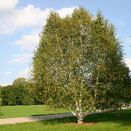 Береза бумажная