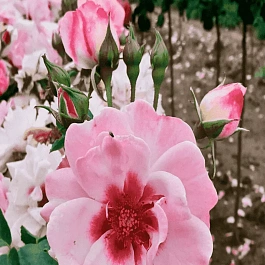 Роза Гибридная Bright Eyes