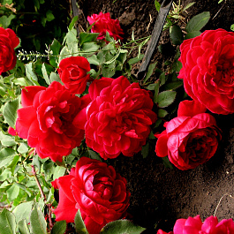 Роза канадская парковая Квадра Роза канадская парковая Квадра