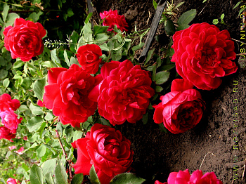 Роза канадская парковая Квадра