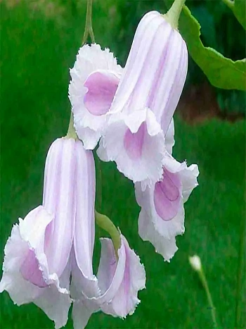 Клематис Crispa Angel 