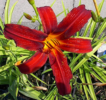 Лилейник гибридный Кримсон Пират