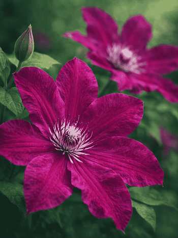 Клематис гибридный Stasik