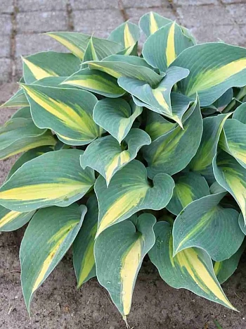 Хоста Catherine