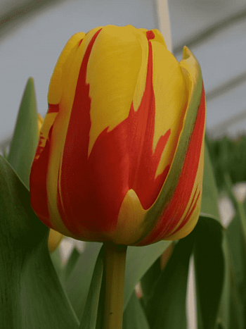 Тюльпан триумф Holland Queen