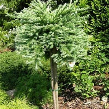 Лиственница японская Блю Двоф