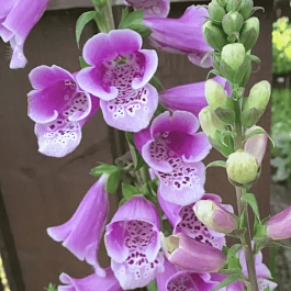 Наперстянка пурпурная Dalmatian Rose