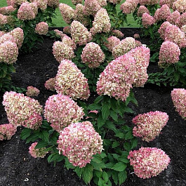 Гортензия метельчатая Коттон Крем (Патио) Гортензия метельчатая Коттон Крем (Патио)