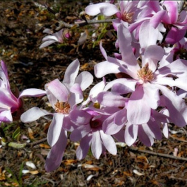 Магнолия суланжа Speciosa
